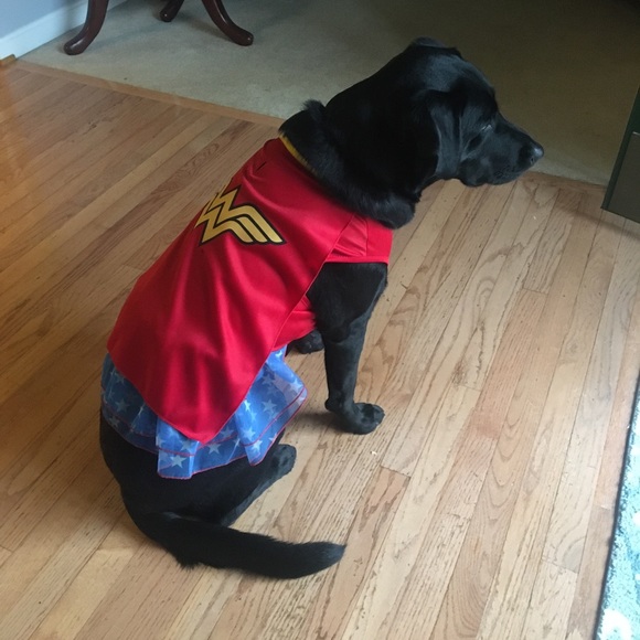 Meet your Posher, Lynda - We are Pet friendly - Picture 6 of 7